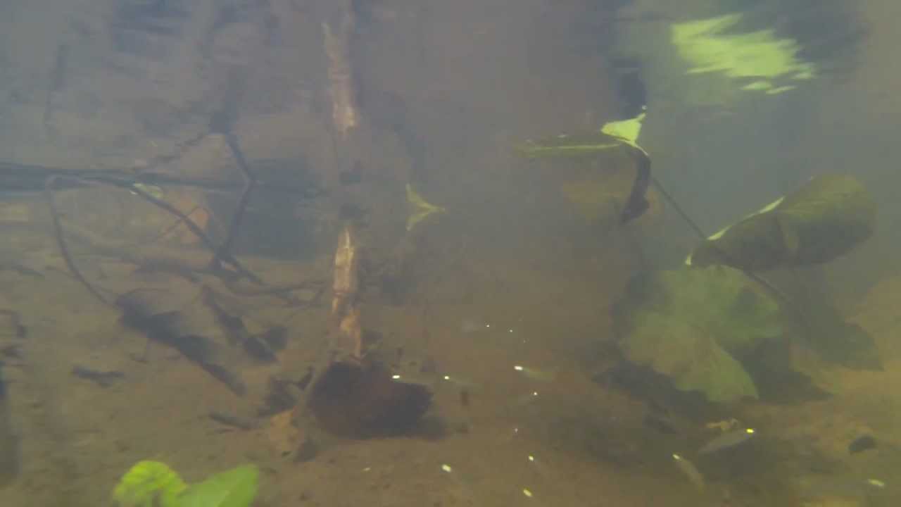 Biotope ADL 13-56 (Part 2 - Underwater)