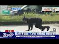 日本熊害猖獗!「人扮熊」模擬獵殺 地方祭高薪徵求獵人｜TVBS新聞 @TVBSNEWS01