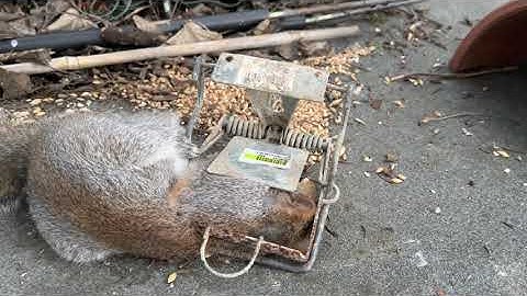 Grey squirrel in Fenn trap - March 2023