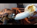 바나나 먹는 호스필드 거북