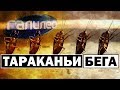 Галилео | Тараканьи бега 🐛 Cockroach running