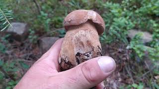 Это надо увидеть!!! Невероятные белые грибы в новом лесу!!!