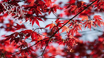 دعاء رائع من إصدار سورة هود - مشارى العفاسى