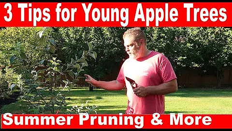 3 Tips for Summer Pruning of 1st Year Apple Tree - Cosmic Crisp and Honeycrisp care in summer