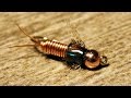 Bead Head Copper John nymph fly tying instructions