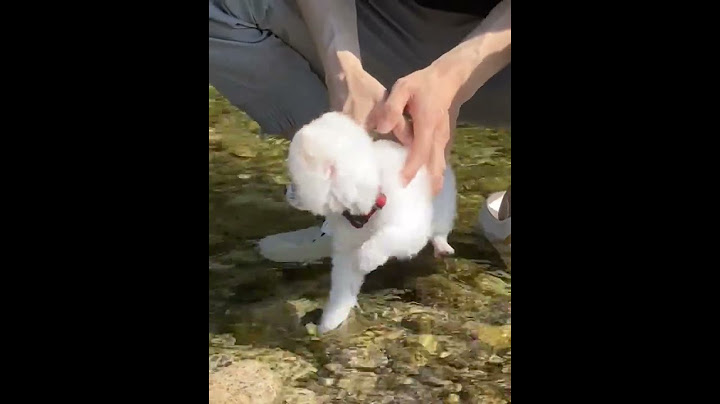 물길걷는꼬마강쥐 #강아지 #강아지브이로그 #강아지일상 #반려견 #반려동물 #귀여운강아지 #cutedog #cute #계곡물놀이