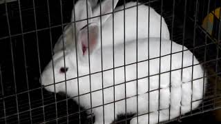Se vacunaron conejos contra la enfermedad hemorrágica cunícola en Jiutepec