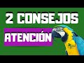 CONSEJOS PARA LOROS, ¡OS DAMOS 2 CONSEJOS MUY IMPORTANTES!