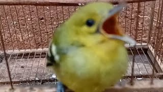 Pikat burung ampuh pikat sirtu ampuh