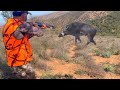 Chasse sanglier  wild boar hunting  domuzu avi   caccia al cinghiale 2024