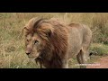 Close call between Moniko male lions and sub-adults of Rekero pride at sunset