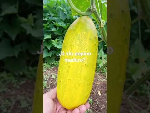Vídeo: Colheita de pepinos maduros - Dicas para colher e armazenar frutas de pepino