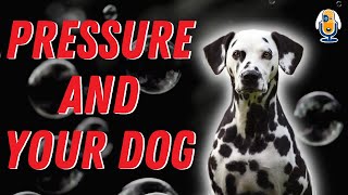 The Invisible Bubble of Pressure and Your Dog #22