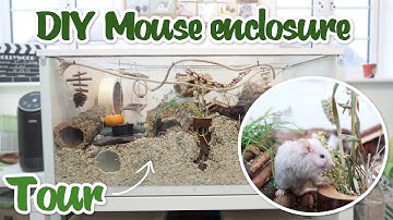 DIY Mouse enclosure tour! | IKEA Linnmon