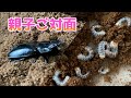 【ギラファノコギリクワガタ】大量孵化しました