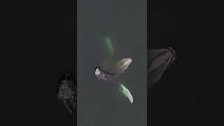 Humpback Whale Eating Krill Swarm! Drone Shot!