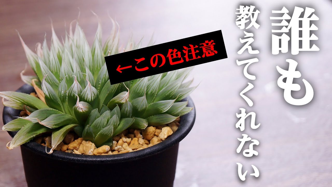 多肉植物】この色ヤバイ？ハオルチアの危険信号を読む！【人気観葉植物