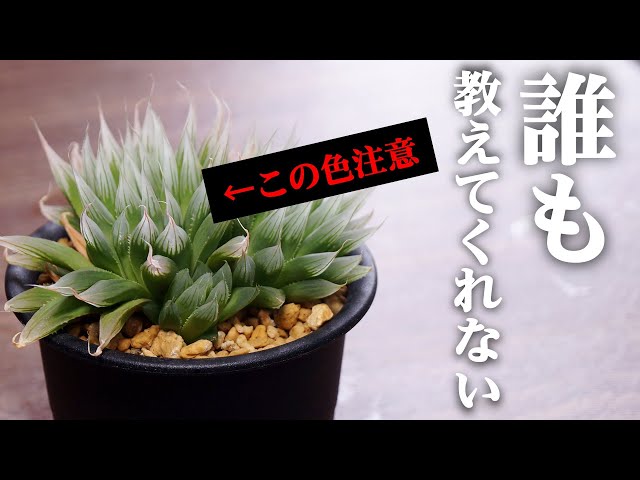 多肉植物】この色ヤバイ？ハオルチアの危険信号を読む！【人気観葉植物