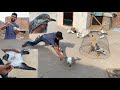 Pure teddy pigeon pakar lia rat 7 bjy  highflying teddy pigeons  pigeons setup  best pigeon