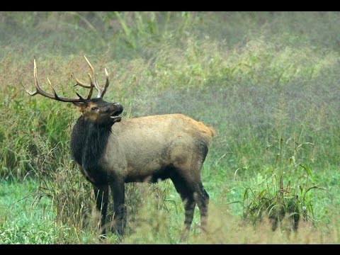 Video: Navštívte Arkansas Elk v Boxley Valley, Arkansas