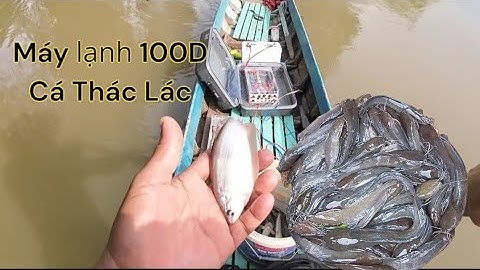 Test Kích Cá Da Trơn Lạnh 100d Đầu Mùa Mưa Cá Trê Lên Đẹp Có Thác Lác 