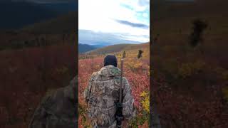 MASSIVE 40 MILE ALASKA CARIBOU GETS UP AS WE APPROACH!