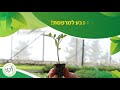 לקט - מערכות הידרופוניות לגידול ירקות בבית