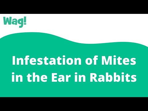 Infestation of Mites in the Ear in Rabbits | Wag!