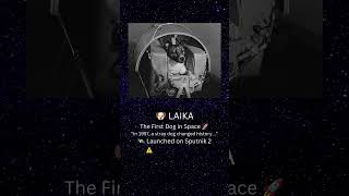 The First Animal in Space: Laika's Incredible Story  #space #shortvideo #shorts #viral