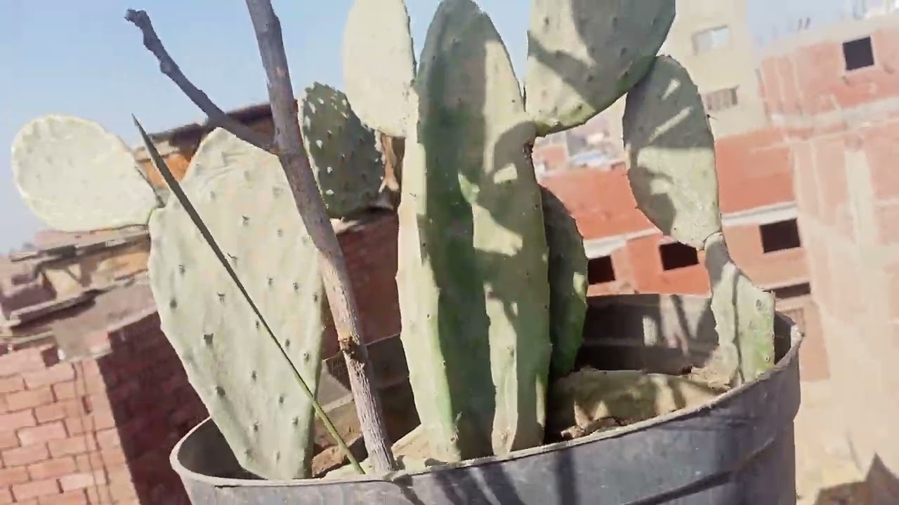 احلى شجرة ام الفواكة