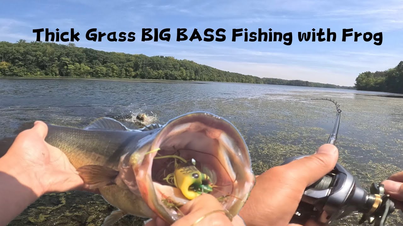 Thick Grass BIG BASS Fishing with Frog Bass Manager The Best Bass