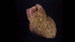 Внутренние органы  1 часть.Легендарный видеоатлас доктора Роберта Акланда по анатомии человека