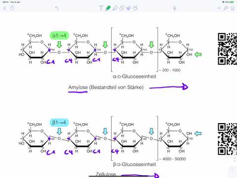 Video: Unterschied Zwischen Amylase Und Amylose