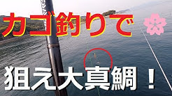 We Deliver Fishing And Underwater Images Mainly In Osaka Bay And Wakayama Unexpected Fish And Big Fish Please Take A Look At The Fun Fishing And The Beauti We Deliver Fishing And Underwater Images Mainly In Osaka Bay And Wakayama Unexpected Fish And Big Fish Please Take A Look At The Fun Fishing And The Beauti