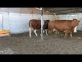Bulls and cows in farm #part 14- Daily Farming 2019