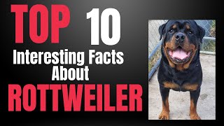 Rottweiler Top 10 Interesting Facts you might not know about them