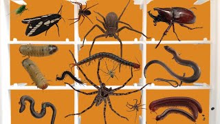 I Got A Pair Of Jumbo Spiders, Centipedes, & Male Rhinoceros Beetles.