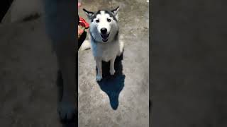 new dog doglover dog shorts short shortvideo viral trending youtubeshorts youtube new 1k