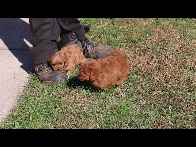 Honey video thumbnail