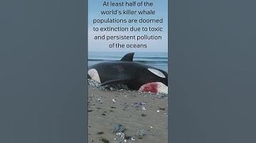 Thumbnail of Killer whale getting extinct. #shorts #whale #killerwhales #orcas