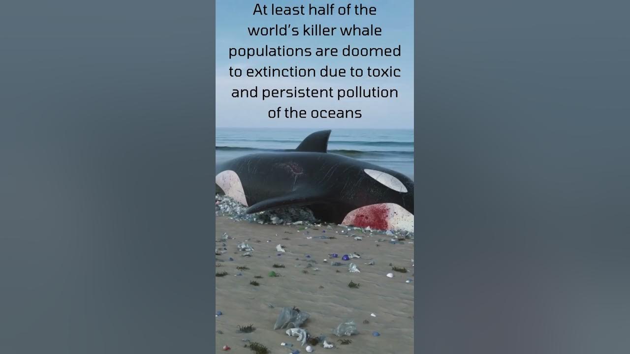 Killer whale getting extinct. #shorts #whale #killerwhales #orcas Killer whale getting extinct. #shorts #whale #killerwhales #orcas