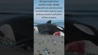 Killer whale getting extinct. #shorts #whale #killerwhales #orcas