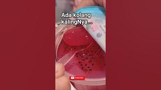 Download lagu THE CONTENT IS KOLANG KALING🍮🍉#culinary #fruit #shorts #viralvideo #viral