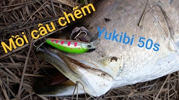 Câu cá Chẽm - Cà Mau - #20 - Lure cá chẽm Vược bằng cần UL và sự cố bất ngờ - Barramundi fishing