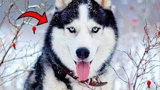 12 Best Wolf Dog Breeds In The World