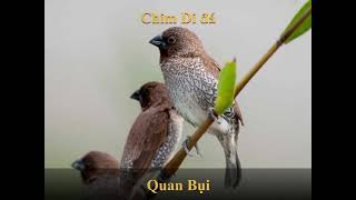 Download Lagu Tiếng Chim Ri, Chim Di. Tổng hợp các loại chim ri MP3