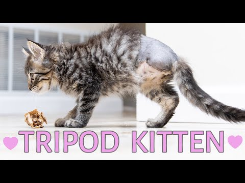 Video: Pet Scoop: Young Amputant Adopts 3-Legged Kitten, narození 19 let