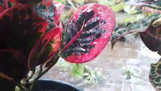 40 Menit Musik Gambus Religi Islami