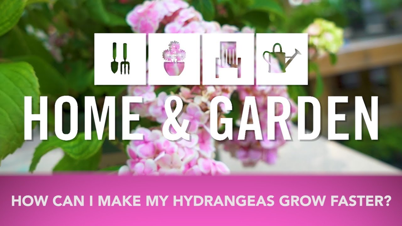 How To Make Your Hydrangeas Grow Faster