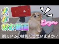 【スマホを観る犬】犬が夢中で観てる動画とは/The dog is seriously watching this smartphone video/犬が好む動画 @mamakichi325 ありがとう